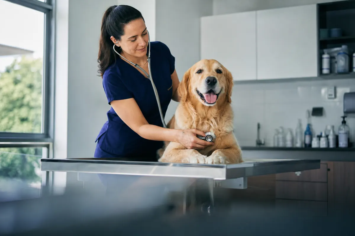 Veterinária examinando um golden retriever na clínica